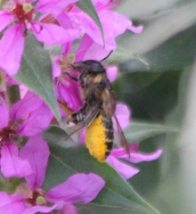 Megachile centuncularis