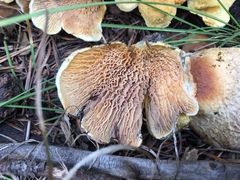 Tapinella panuoides