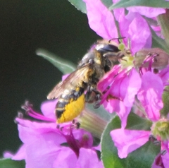 Megachile centuncularis
