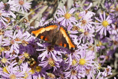 Aglais milberti