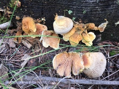 Tapinella panuoides