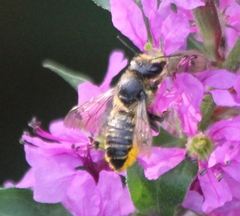 Megachile centuncularis
