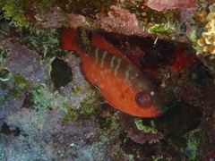 Heteropriacanthus cruentatus