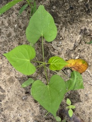 Ipomoea lacunosa