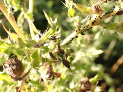 Aphis fabae