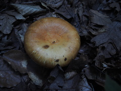 Paralepista flaccida