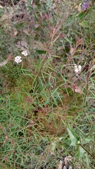 Platysace lanceolata