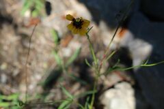 Coreopsis