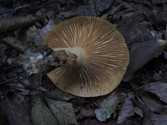 Paralepista flaccida