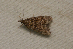 Scoparia basalis