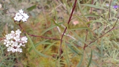 Platysace lanceolata