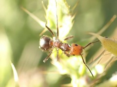 Formica obscuripes