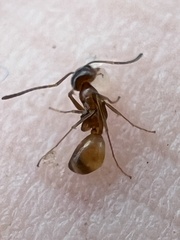 Dorymyrmex flavus