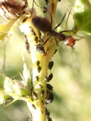 Formica obscuripes