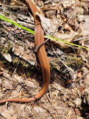 Storeria occipitomaculata