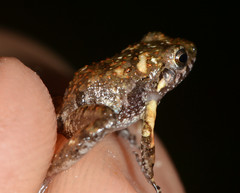 Craugastor pygmaeus