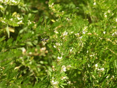 Megachile mendica