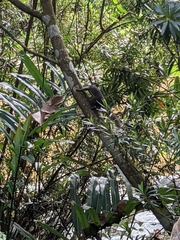 Callosciurus notatus