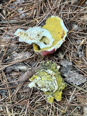 Hypomyces luteovirens