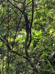 Callosciurus notatus