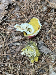 Hypomyces luteovirens