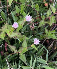 Persicaria runcinata
