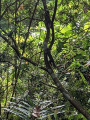 Callosciurus notatus