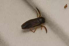 Corixini