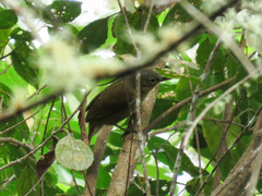 Anabacerthia striaticollis