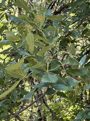 Fraxinus dipetala
