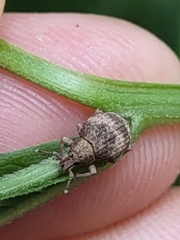 Pseudocneorhinus bifasciatus