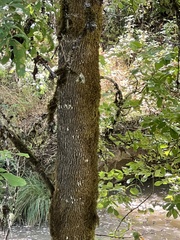 Fraxinus dipetala