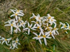 Olearia erubescens