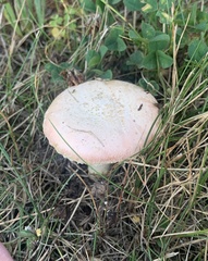 Amanita wellsii