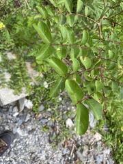 Lagerstroemia subcostata