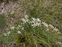 Olearia erubescens