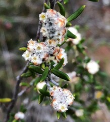 Spyridium eriocephalum