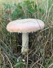 Amanita wellsii