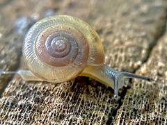 Gastrodontidae