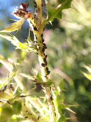 Aphis fabae