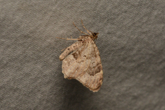 Ceratodalia