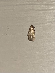 Psilocorsis reflexella