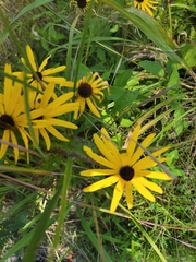 Helianthus angustifolius