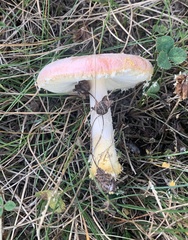 Amanita wellsii