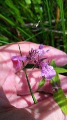 Stachys palustris