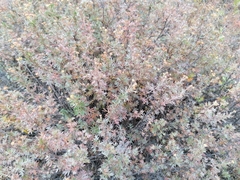 Dasiphora parvifolia