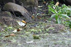 Setophaga nigrescens