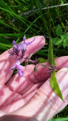 Stachys palustris