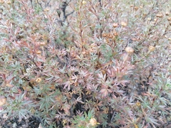 Dasiphora parvifolia