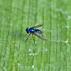 Condylostylus mundus